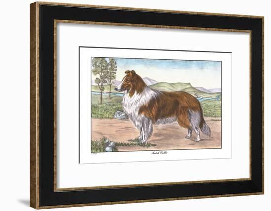 Scotch Collie-null-Framed Art Print