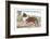 Scotch Collie-null-Framed Art Print