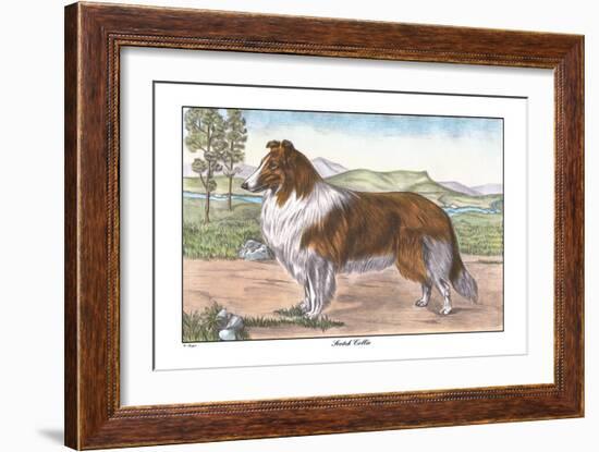 Scotch Collie-null-Framed Art Print