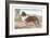 Scotch Collie-null-Framed Art Print