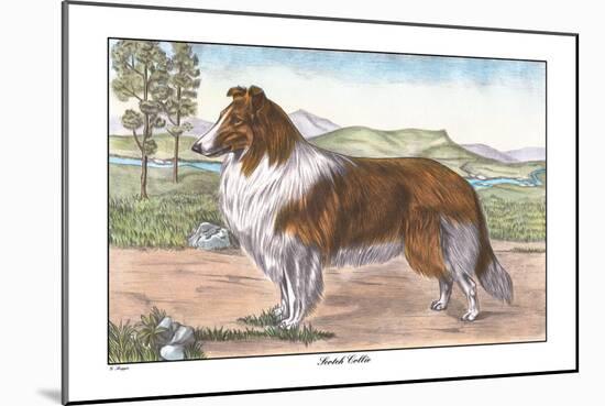 Scotch Collie-null-Mounted Art Print