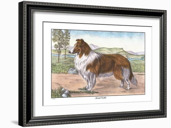 Scotch Collie-null-Framed Art Print