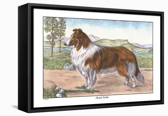 Scotch Collie-null-Framed Stretched Canvas