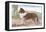 Scotch Collie-null-Framed Stretched Canvas