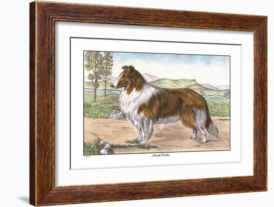 Scotch Collie-null-Framed Art Print