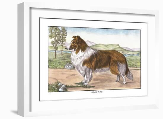 Scotch Collie-null-Framed Art Print