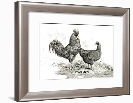 Scotch Greys-null-Framed Art Print