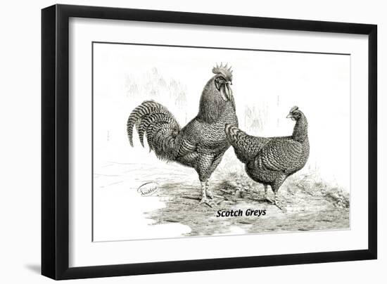 Scotch Greys--Framed Art Print