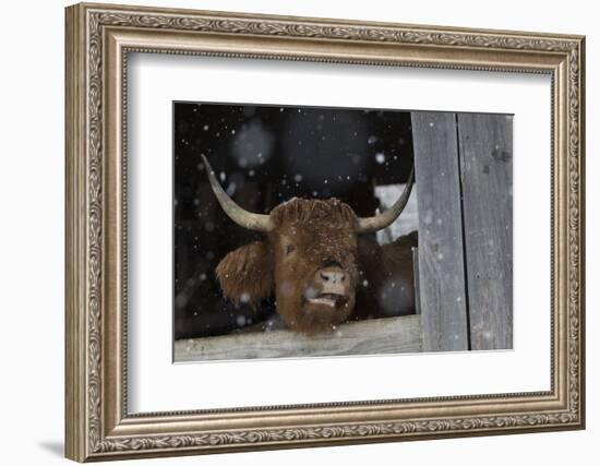 Scotch Highland Cow-Lynn M^ Stone-Framed Photographic Print