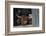 Scotch Highland Cow-Lynn M^ Stone-Framed Photographic Print