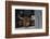 Scotch Highland Cow-Lynn M^ Stone-Framed Photographic Print