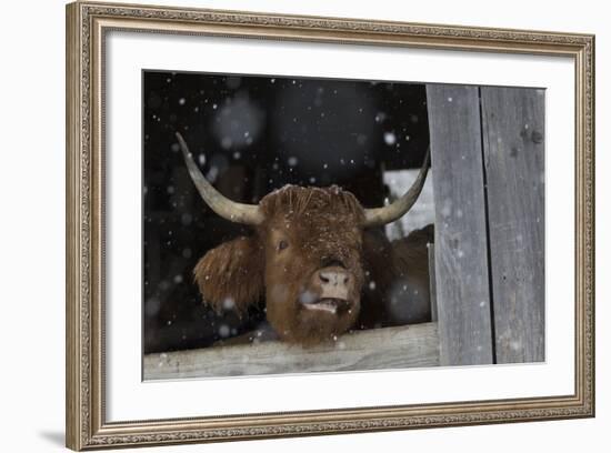 Scotch Highland Cow-Lynn M^ Stone-Framed Photographic Print