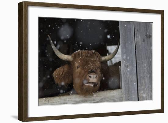 Scotch Highland Cow-Lynn M^ Stone-Framed Photographic Print