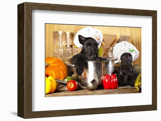 Scotch Terrier Kitchen Boy in a Saucepan, Cook Puppies-Lilun-Framed Photographic Print