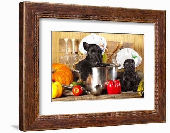 Scotch Terrier Kitchen Boy in a Saucepan, Cook Puppies-Lilun-Framed Photographic Print
