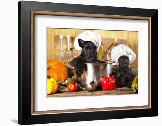 Scotch Terrier Kitchen Boy in a Saucepan, Cook Puppies-Lilun-Framed Photographic Print