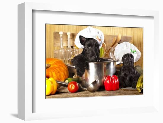 Scotch Terrier Kitchen Boy in a Saucepan, Cook Puppies-Lilun-Framed Photographic Print