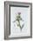 Scotch Thistle, Painted at Brantwood, 6th November 1866-William James Linton-Framed Giclee Print
