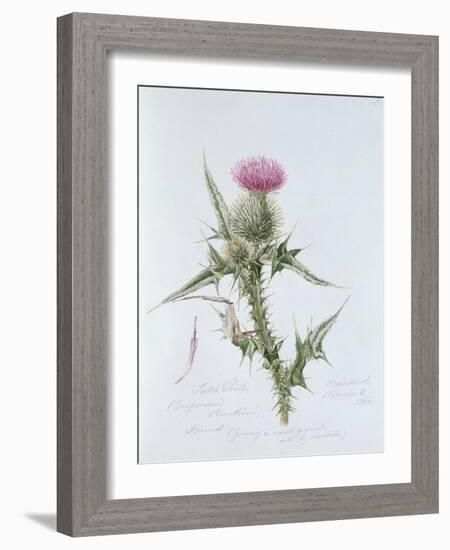 Scotch Thistle, Painted at Brantwood, 6th November 1866-William James Linton-Framed Giclee Print