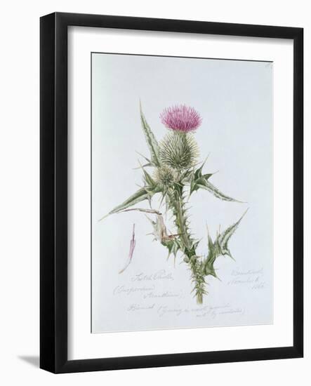 Scotch Thistle, Painted at Brantwood, 6th November 1866-William James Linton-Framed Giclee Print