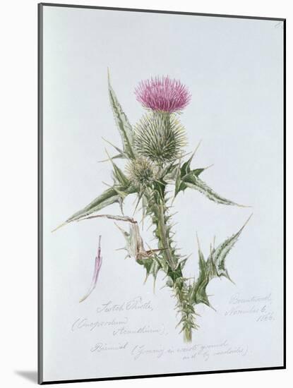 Scotch Thistle, Painted at Brantwood, 6th November 1866-William James Linton-Mounted Giclee Print