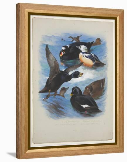 Scoters and Stellers Eider, C.1915 (W/C & Bodycolour over Pencil on Paper)-Archibald Thorburn-Framed Premier Image Canvas