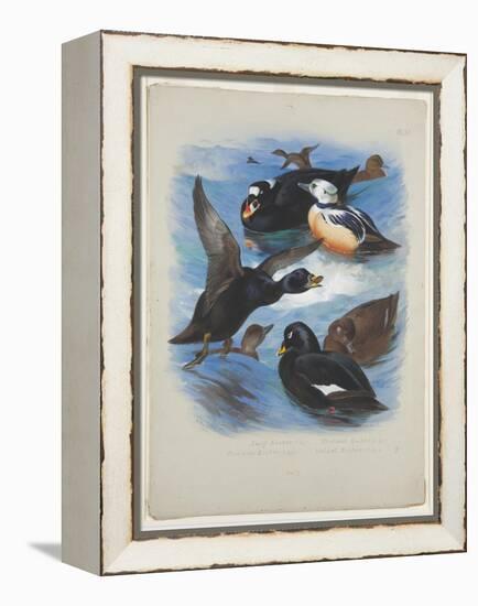 Scoters and Stellers Eider, C.1915 (W/C & Bodycolour over Pencil on Paper)-Archibald Thorburn-Framed Premier Image Canvas