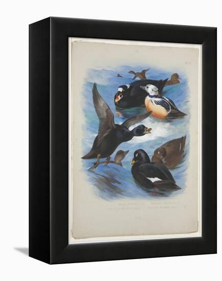 Scoters and Stellers Eider, C.1915 (W/C & Bodycolour over Pencil on Paper)-Archibald Thorburn-Framed Premier Image Canvas