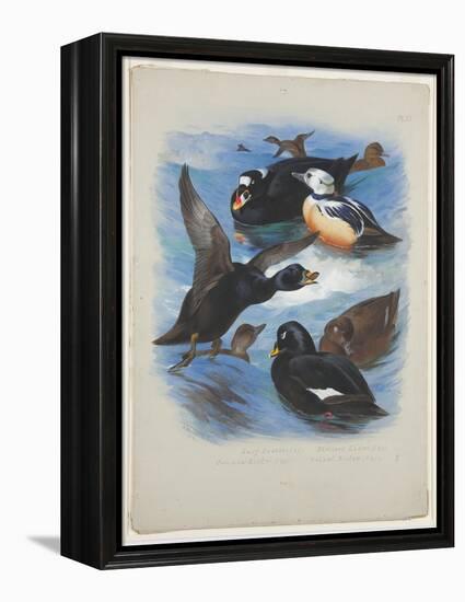 Scoters and Stellers Eider, C.1915 (W/C & Bodycolour over Pencil on Paper)-Archibald Thorburn-Framed Premier Image Canvas