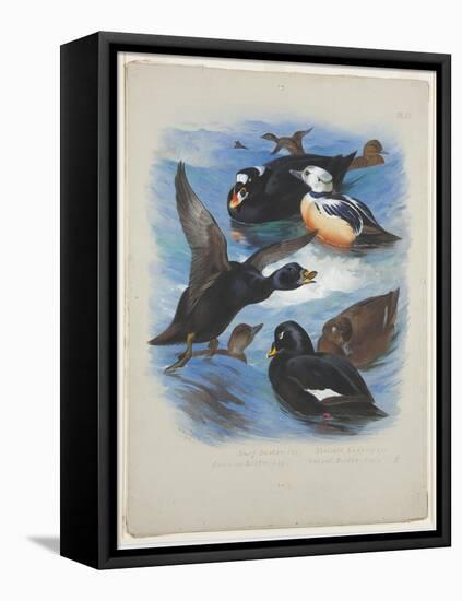 Scoters and Stellers Eider, C.1915 (W/C & Bodycolour over Pencil on Paper)-Archibald Thorburn-Framed Premier Image Canvas