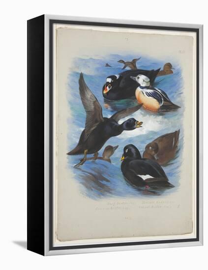 Scoters and Stellers Eider, C.1915 (W/C & Bodycolour over Pencil on Paper)-Archibald Thorburn-Framed Premier Image Canvas