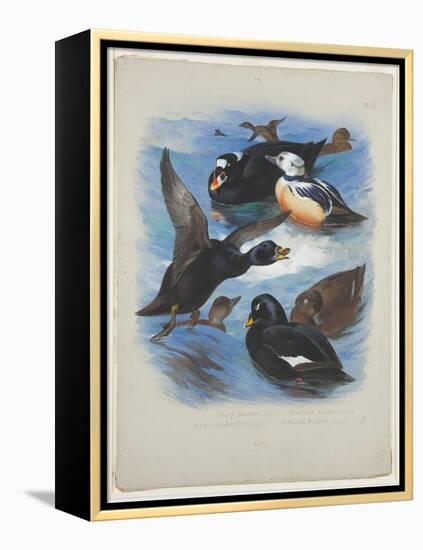 Scoters and Stellers Eider, C.1915 (W/C & Bodycolour over Pencil on Paper)-Archibald Thorburn-Framed Premier Image Canvas