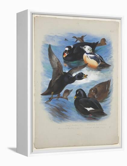 Scoters and Stellers Eider, C.1915 (W/C & Bodycolour over Pencil on Paper)-Archibald Thorburn-Framed Premier Image Canvas