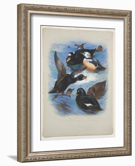 Scoters and Stellers Eider, C.1915 (W/C & Bodycolour over Pencil on Paper)-Archibald Thorburn-Framed Giclee Print