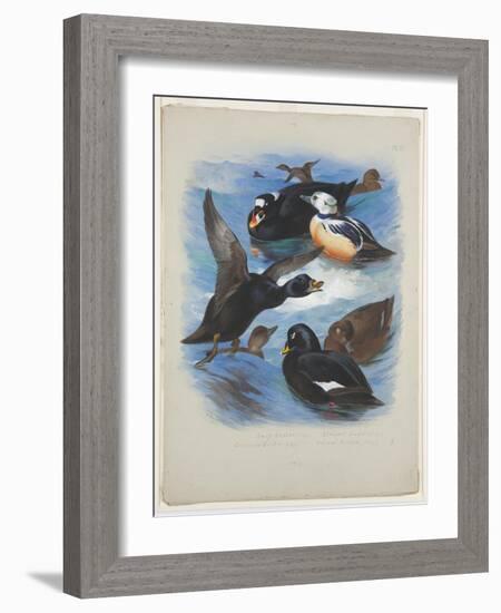 Scoters and Stellers Eider, C.1915 (W/C & Bodycolour over Pencil on Paper)-Archibald Thorburn-Framed Giclee Print
