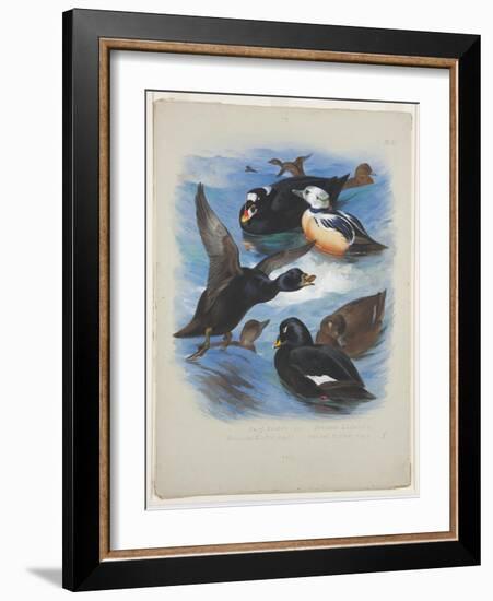 Scoters and Stellers Eider, C.1915 (W/C & Bodycolour over Pencil on Paper)-Archibald Thorburn-Framed Giclee Print