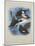 Scoters and Stellers Eider, C.1915 (W/C & Bodycolour over Pencil on Paper)-Archibald Thorburn-Mounted Giclee Print