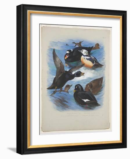 Scoters and Stellers Eider, C.1915 (W/C & Bodycolour over Pencil on Paper)-Archibald Thorburn-Framed Giclee Print