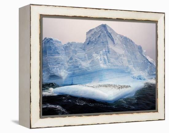 Scotia Sea, Chinstrap Penguins on Iceberg, Antarctica-Allan White-Framed Premier Image Canvas