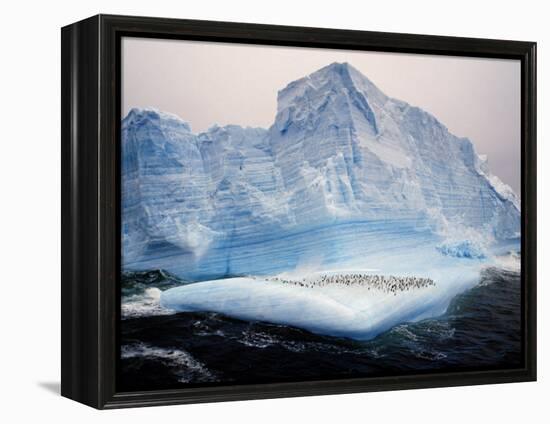 Scotia Sea, Chinstrap Penguins on Iceberg, Antarctica-Allan White-Framed Premier Image Canvas