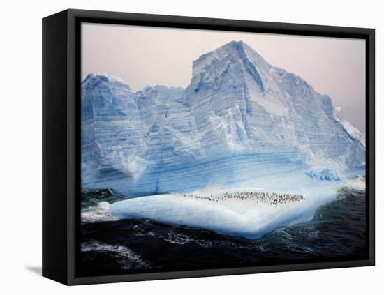 Scotia Sea, Chinstrap Penguins on Iceberg, Antarctica-Allan White-Framed Premier Image Canvas