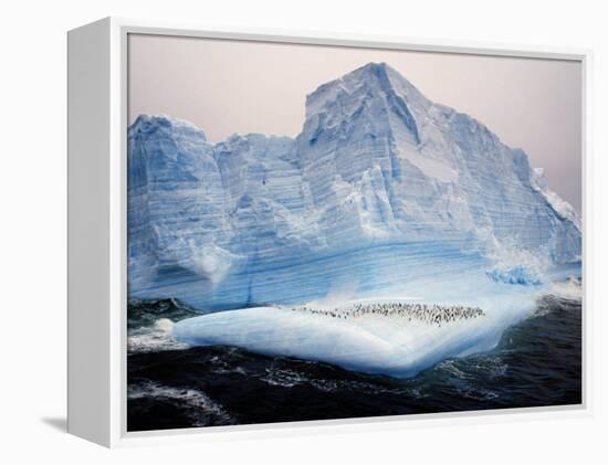 Scotia Sea, Chinstrap Penguins on Iceberg, Antarctica-Allan White-Framed Premier Image Canvas