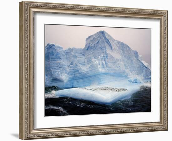 Scotia Sea, Chinstrap Penguins on Iceberg, Antarctica-Allan White-Framed Photographic Print