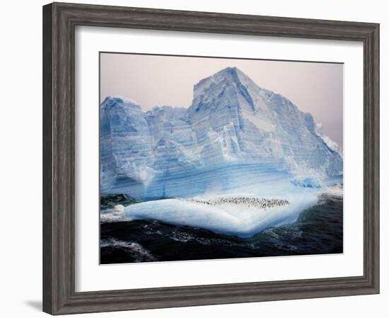 Scotia Sea, Chinstrap Penguins on Iceberg, Antarctica-Allan White-Framed Photographic Print