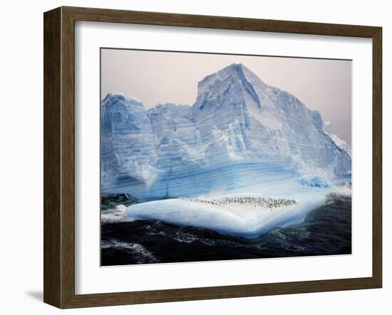 Scotia Sea, Chinstrap Penguins on Iceberg, Antarctica-Allan White-Framed Photographic Print