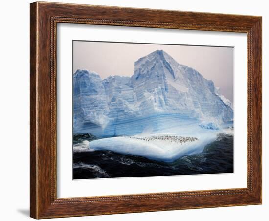 Scotia Sea, Chinstrap Penguins on Iceberg, Antarctica-Allan White-Framed Photographic Print