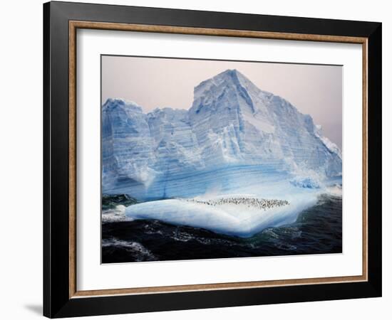 Scotia Sea, Chinstrap Penguins on Iceberg, Antarctica-Allan White-Framed Photographic Print