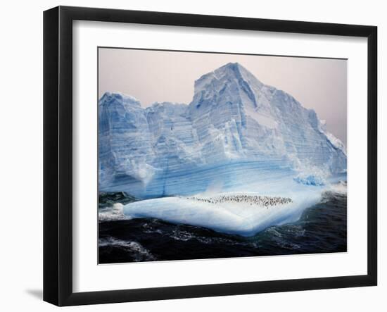 Scotia Sea, Chinstrap Penguins on Iceberg, Antarctica-Allan White-Framed Photographic Print