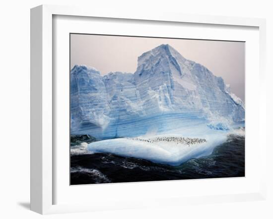 Scotia Sea, Chinstrap Penguins on Iceberg, Antarctica-Allan White-Framed Photographic Print