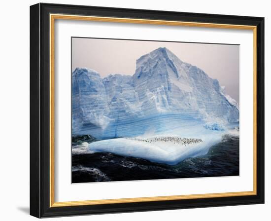 Scotia Sea, Chinstrap Penguins on Iceberg, Antarctica-Allan White-Framed Photographic Print